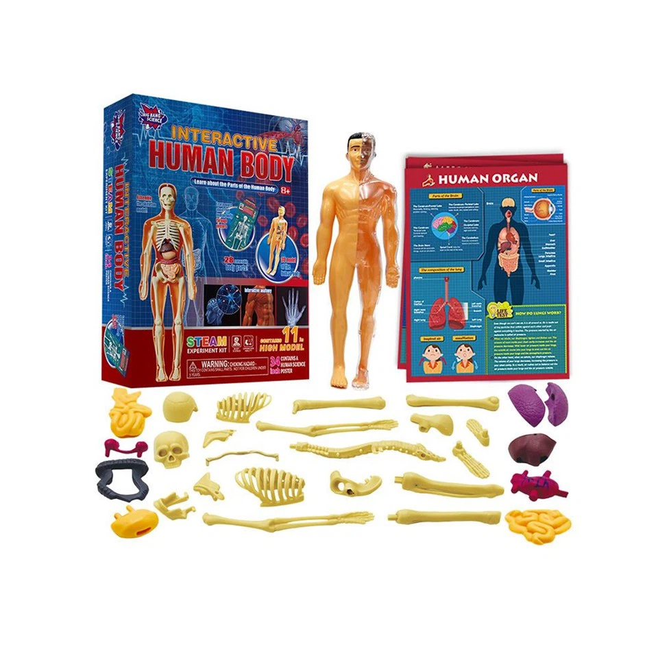 Educational Science Human Body Toy