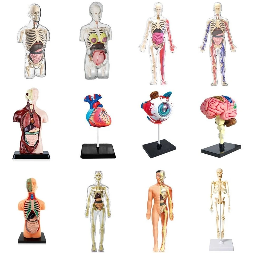 Educational Science Human Body Toy suppliers