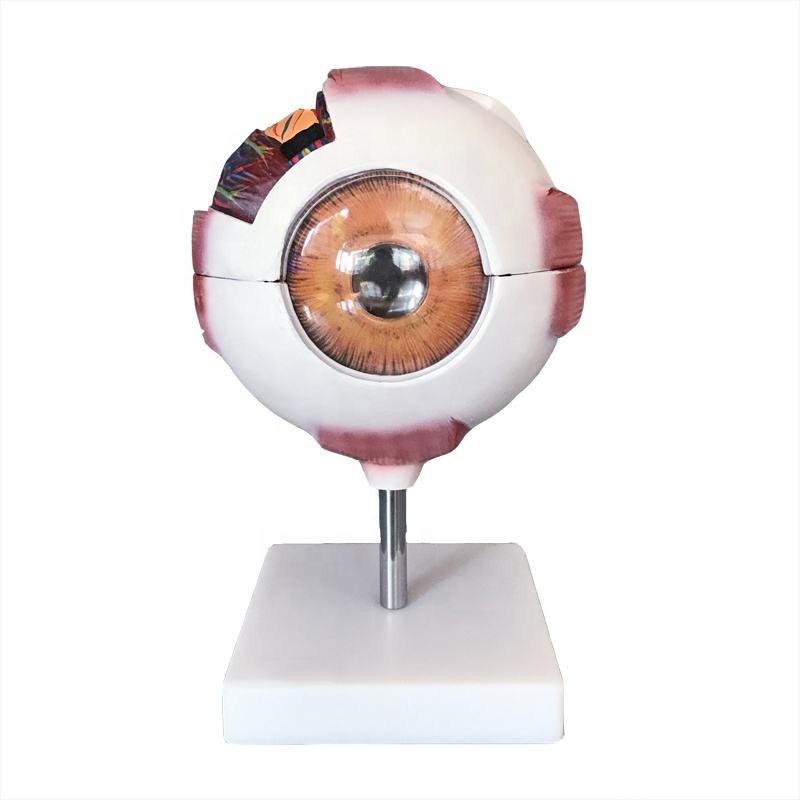 Eyes And Ear Anatomy Models