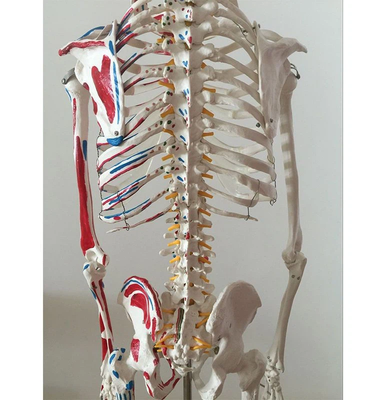 Life Size Skeleton Anatomy Model best